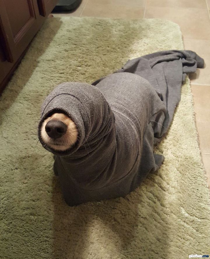 hello-my-name-is-seal.jpg