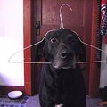 mr_dog_hanger.jpg