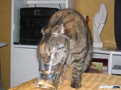 stupid_cat.jpg