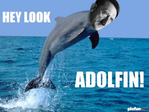a_dolphin.jpg
