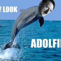 a_dolphin.jpg