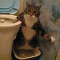 cat_in_a_toilet.jpg