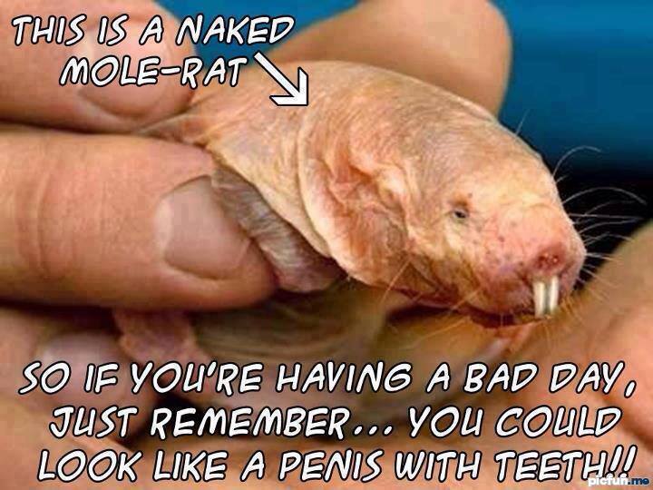 naked-mole-rat.jpg