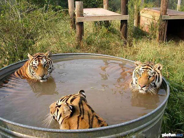 tiger-bath.jpg