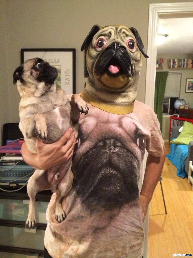 pugs-wut.jpg