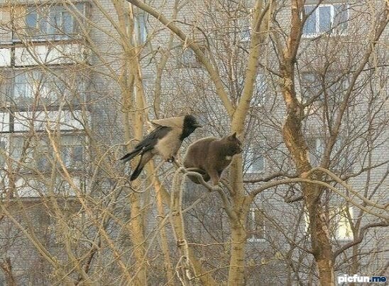 best-buddies.jpg