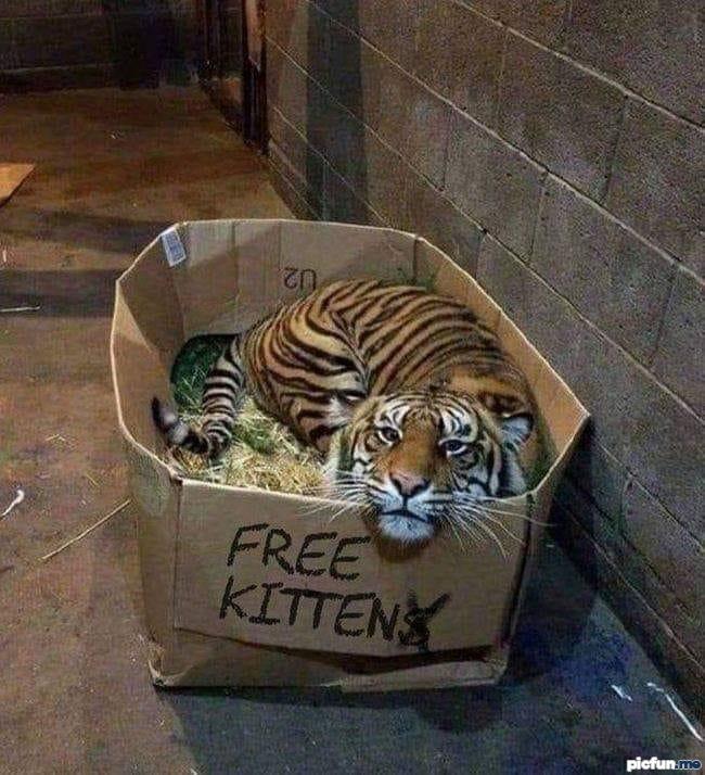 free-kitten.jpg